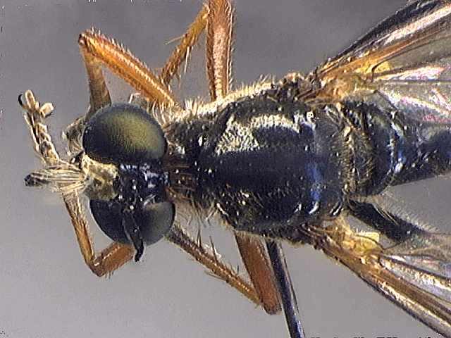 Dioctria rufipes